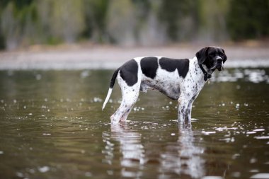 Köpek ingilizce işaretçisi gölde yürüyor, suya yansıyor.