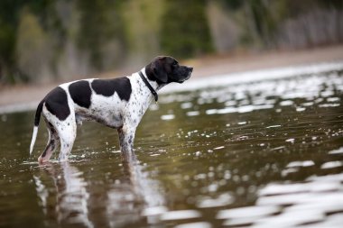 Köpek ingilizce işaretçisi gölde yürüyor, suya yansıyor.