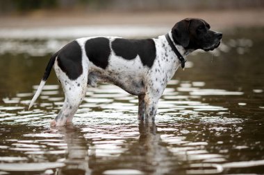 Köpek ingilizce işaretçisi gölde yürüyor, suya yansıyor.