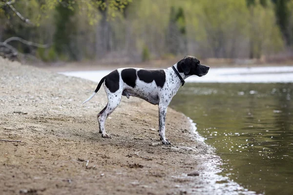 Perro Puntero Inglés Caminando Por Lago Reflejándose Agua —  Fotos de Stock