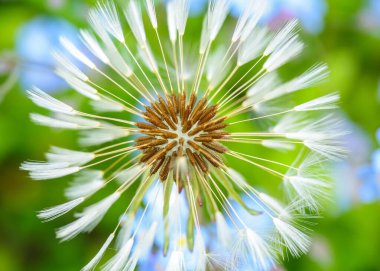 Yeşil arka planda çiçek açan karahindiba, makro, yakın plan