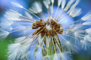 Yeşil arka planda çiçek açan karahindiba, makro, yakın plan