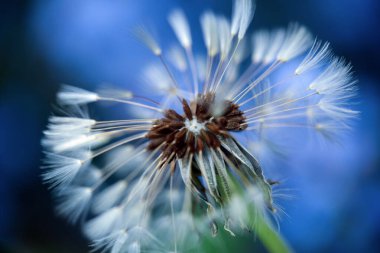 Yeşil arka planda çiçek açan karahindiba, makro, yakın plan