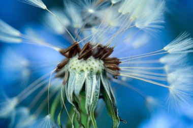 Yeşil arka planda çiçek açan karahindiba, makro, yakın plan