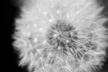 B & W arka planında çiçek açan karahindiba, makro, yakın plan