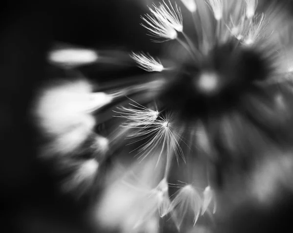 Plante Fleurs Pissenlit Sur Fond Noir Blanc Macro Gros Plan — Photo