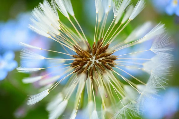 Planta Floreciente Diente León Sobre Fondo Verde Macro Primer Plano — Foto de Stock