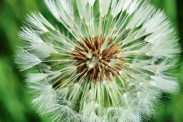 Plante Fleurs Pissenlit Sur Fond Vert Macro Gros Plan — Photo