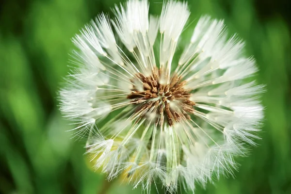 Plante Fleurs Pissenlit Sur Fond Vert Macro Gros Plan — Photo