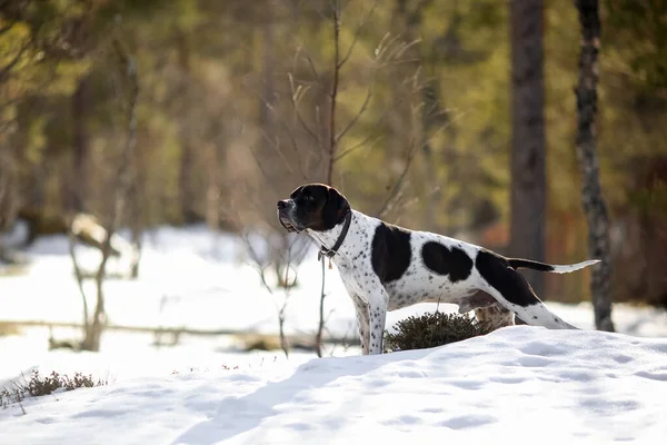 Σκύλος Αγγλικό Δείκτη Στέκεται Στο Χιονισμένο Άγριο Δάσος — Φωτογραφία Αρχείου