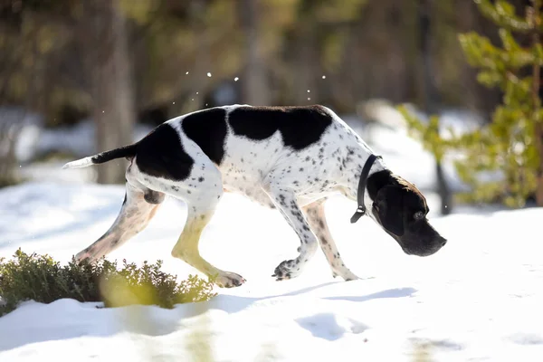 雪に覆われた野生の森で犬の英語ポインタ狩り — ストック写真