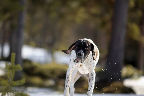Karlı Vahşi Ormanda Koşan Köpek Ingilizce Işaretçisi — Stok fotoğraf
