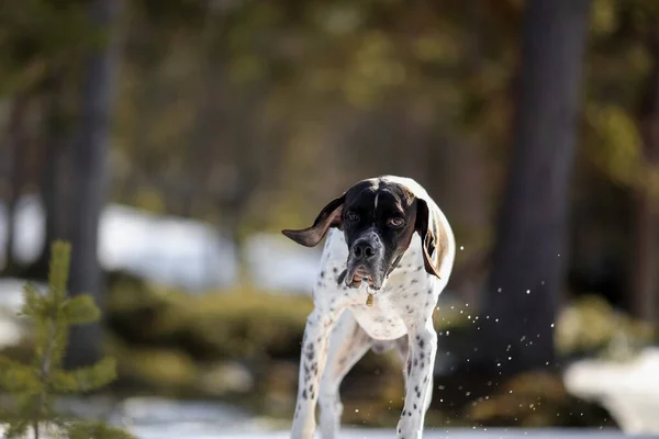 Perro Inglés Puntero Corriendo Bosque Salvaje Nevado —  Fotos de Stock