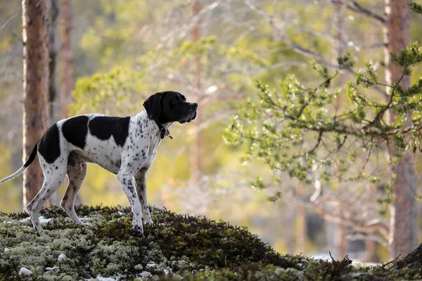 Cão Inglês Ponteiro Caça Nevado Floresta Selvagem — Fotografia de Stock