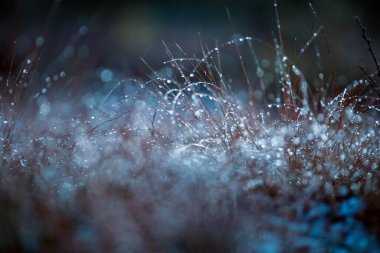 Çamurdaki çimenler çiğ damlalarıyla kaplı, yakın plan.