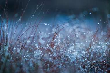 Çamurdaki çimenler çiğ damlalarıyla kaplı, yakın plan.