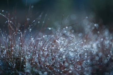 Çamurdaki çimenler yağmurlu havada çiğ damlalarıyla kaplı, yakın plan.