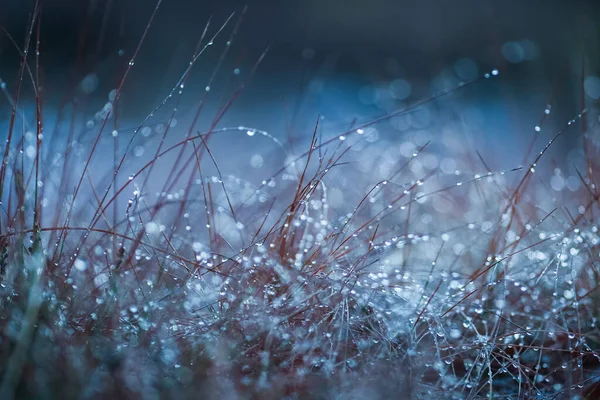 Tráva Bahně Pokrytá Kapkami Rosy Detailní Záběr — Stock fotografie