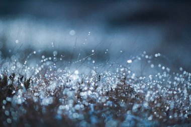 Çamurdaki çimenler yağmurlu havada çiğ damlalarıyla kaplı, yakın plan.