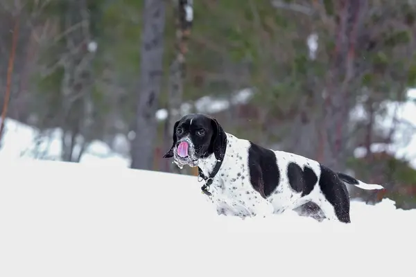 Σκύλος Αγγλικό Δείκτη Στέκεται Στο Χιονισμένο Δάσος — Φωτογραφία Αρχείου