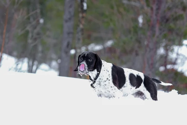 Dog English Pointer Standing Snowy Forest — Foto Stock