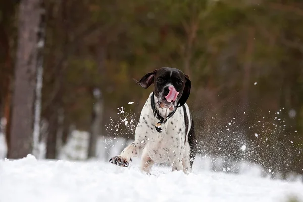 Karlı Ormanda Koşan Köpek Ingilizce Işaretçisi — Stok fotoğraf