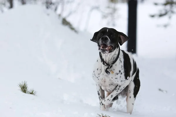 Hondenwijzer Loopt Het Besneeuwde Bos — Stockfoto