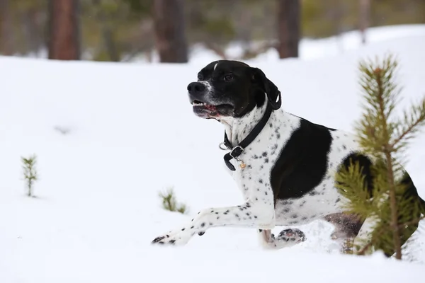 Σκύλος Αγγλικό Δείκτη Τρέχει Στο Χιονισμένο Δάσος — Φωτογραφία Αρχείου
