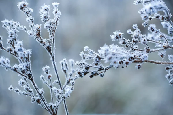 Ősszel Faggyal Borított Növények Hideg Időben — Stock Fotó