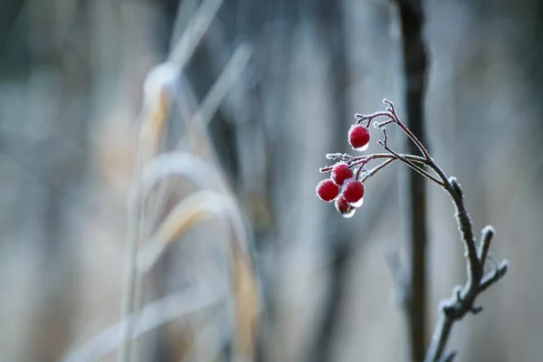 Pflanzen Die Herbst Bei Kaltem Wetter Mit Frost Bedeckt Sind — Stockfoto