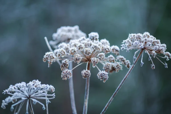Rostliny Pokryté Mrazem Chladném Počasí Podzim — Stock fotografie