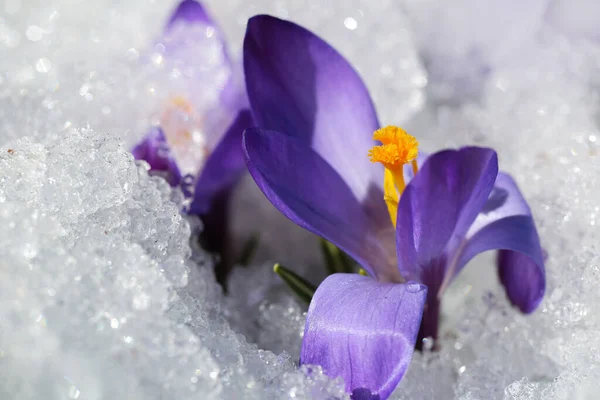 Pianta Blu Crocus Ricoperta Neve Dopo Nevicate Primavera Immagini Stock Royalty Free