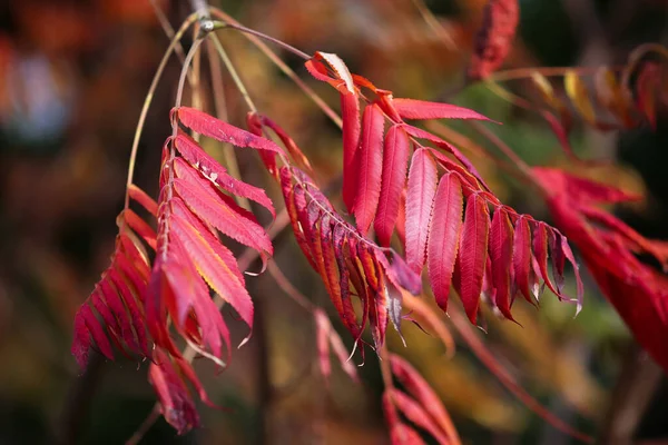 Herbstlila Vogelbeerblätter Nahaufnahme Hintergrund Herbst — Stockfoto