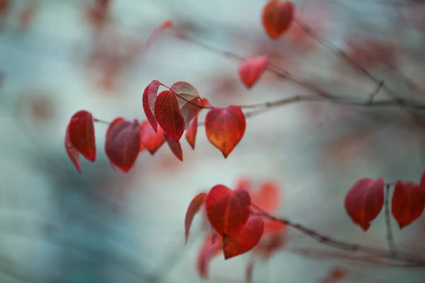 Herbstliche Lila Buschblätter Nahaufnahme Hintergrund Herbst — Stockfoto