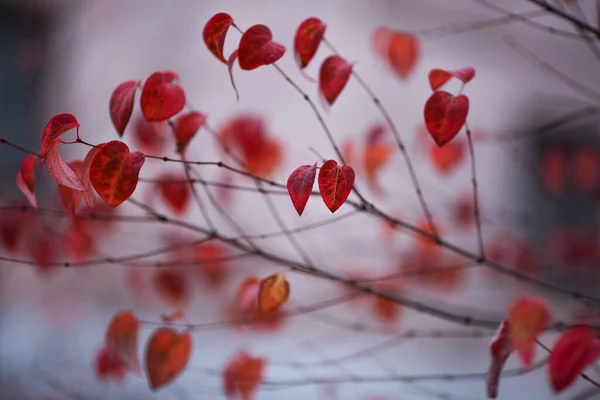 Herbstliche Lila Buschblätter Nahaufnahme Hintergrund Herbst — Stockfoto
