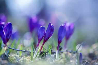 Çiçekli mavi Crocus bitkisi güneşli bahar gününde bahçede.
