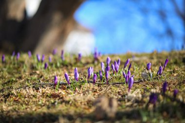 Çiçekli mavi Crocus bitkisi güneşli bahar gününde bahçede.