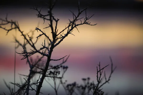 Coucher Soleil Sur Rivière Gaula Branche Argousier Dans Réserve Naturelle — Photo