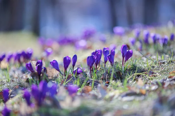 Virágzó Kék Növény Crocus Kertben Napsütéses Tavaszi Napon — Stock Fotó