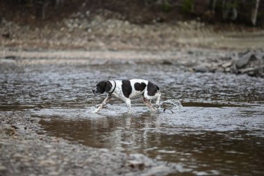 Köpek ingilizce işaretçisi gölde koşuyor, havada bahar var.