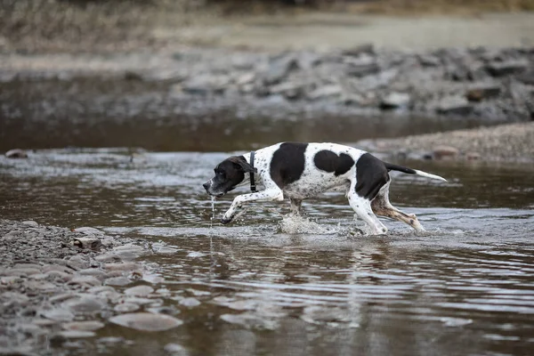 Hond Engels Wijzer Loopt Bij Het Meer Lente Lucht — Stockfoto