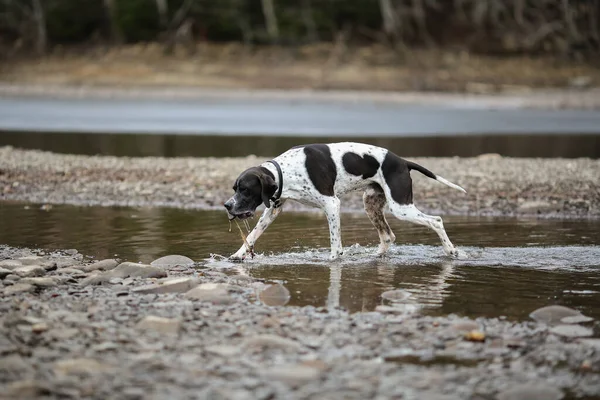 Hond Engels Wijzer Rennend Bij Het Meer Lente Lucht — Stockfoto