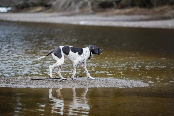 Hond Engels Wijzer Loopt Bij Het Meer Lente Lucht — Stockfoto