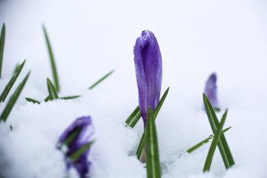 İlkbaharda kar ve su damlalarıyla kaplı olan Crocus bitkisi