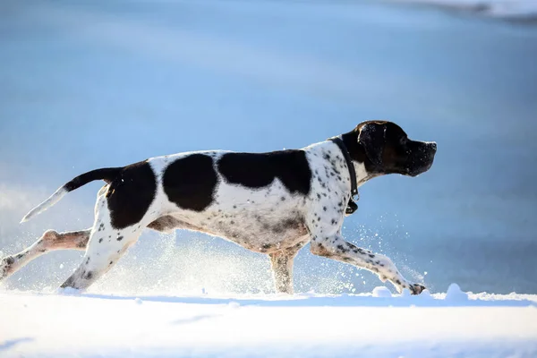 Собака Англійська Вказівник Біжить Снігу Весна Повітрі — стокове фото