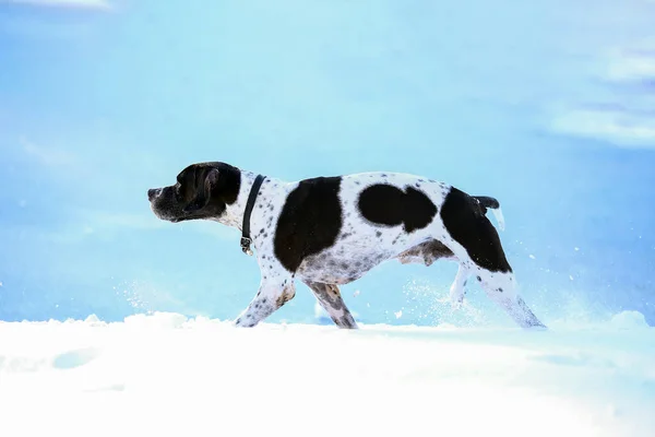 Σκύλος Αγγλικό Δείκτη Τρέχει Στο Χιόνι Άνοιξη Στον Αέρα — Φωτογραφία Αρχείου