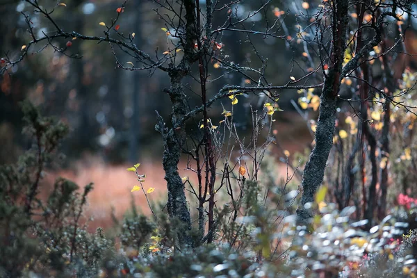 Bosque Mágico Otoño Después Lluvia Con Plantas Árboles Cubiertos Con — Foto de Stock