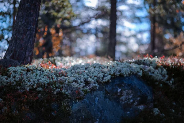 Damlalarıyla Kaplı Bitkilerle Ağaçlarla Dolu Büyülü Sonbahar Ormanı Yumuşak Odak — Stok fotoğraf