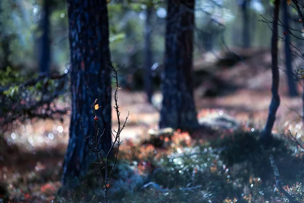 Magisch Herfstbos Regen Met Planten Bomen Bedekt Met Waterdruppels Zachte — Stockfoto