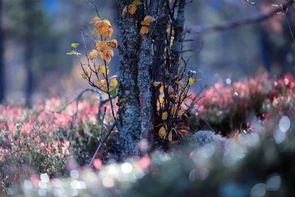 Magica Foresta Autunnale Dopo Pioggia Con Piante Alberi Ricoperti Gocce — Foto Stock